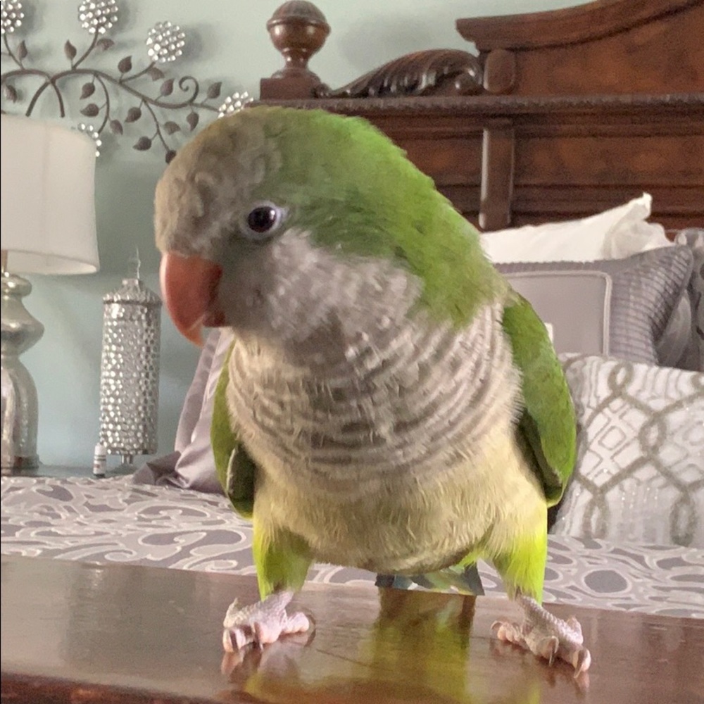 Beautiful quaker Bird not for sale